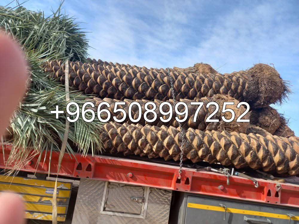 نخيل وشنطن  ونخيل عربي