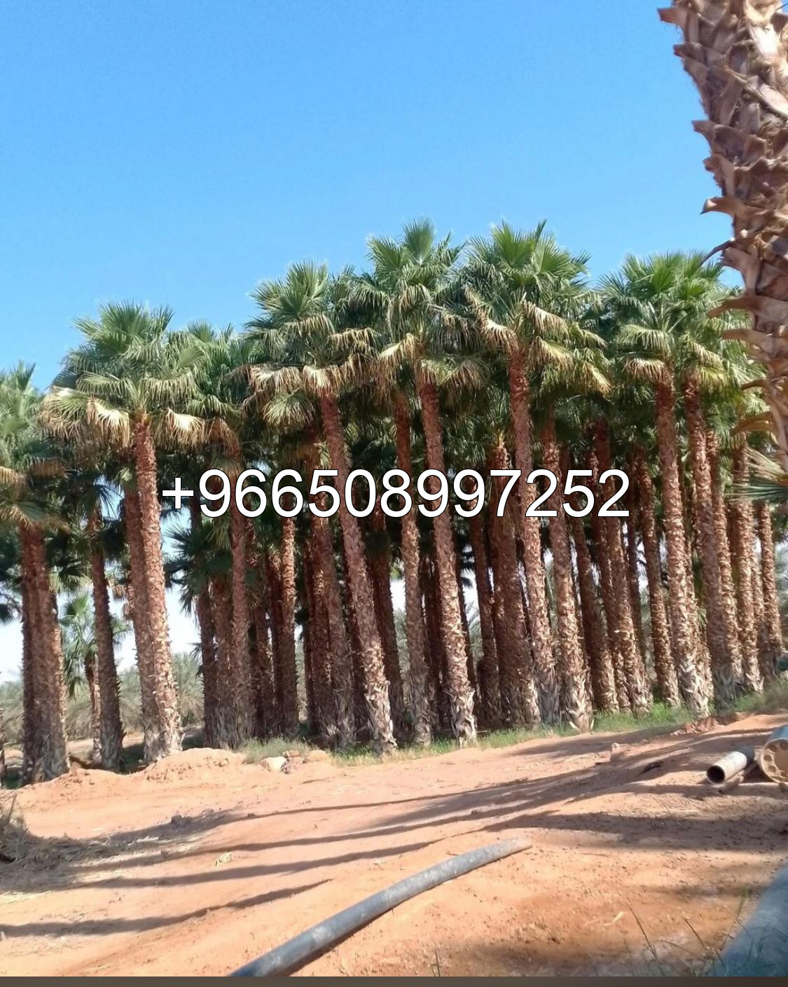 نخيل وشنطن  ونخيل عربي