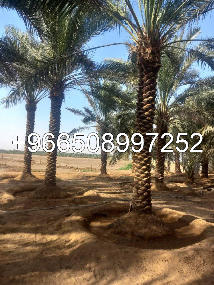 نخيل وشنطن  ونخيل عربي